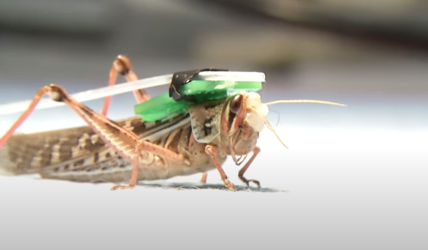 Latest Robot Bugs! | The National Robotics Education Foundation